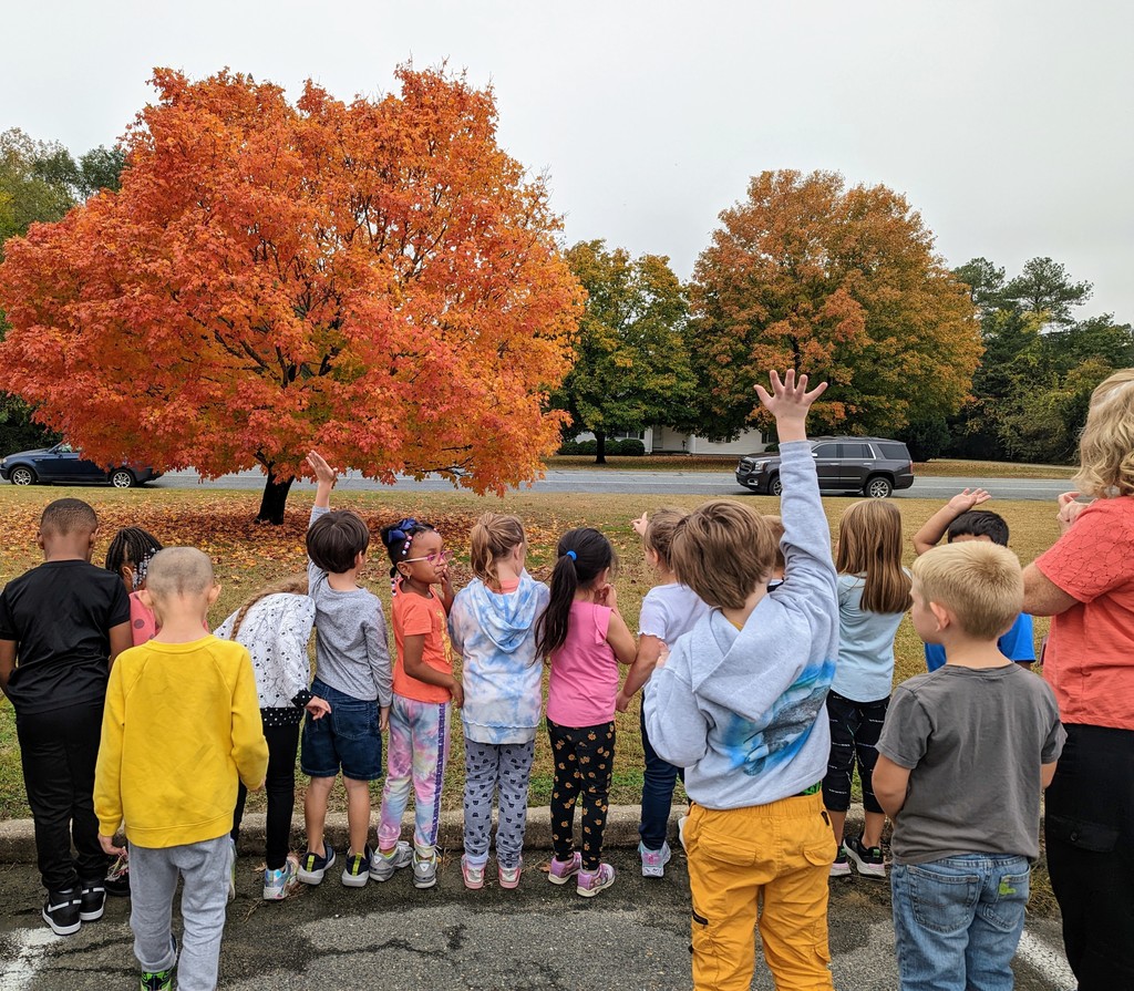 Mrs. Hurley's class observations of fall tree