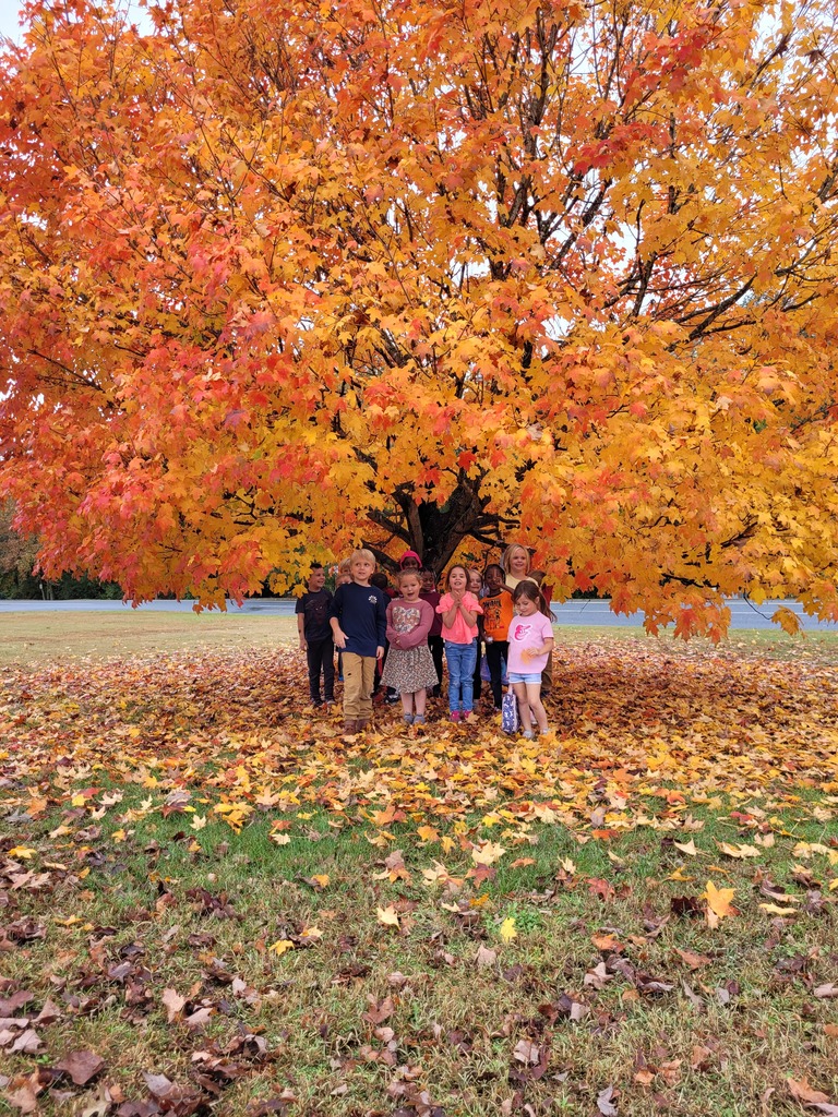 Fall Tree colors