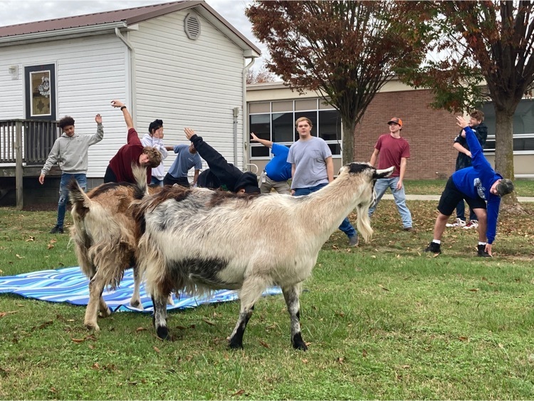 goat yoga
